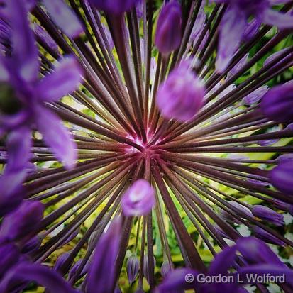 Purple Flower Closeup_00622.jpg - Photographed at the Ornamental Gardens in Ottawa, Ontario, Canada.